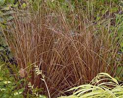 Carex Buchananii Curly Top Sedge Grass An Unusual Grass For The Border Or Container Narrow Copper Brown Leav Blue Fescue Ornamental Grasses Container Plants