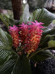 Image result for Siphonochilus brachystemon