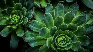 Succulent Plant 1080p 2k 4k 5k Hd Wallpapers Free Download Wallpaper Flare Looking for the best succulents wallpaper? succulent plant 1080p 2k 4k 5k hd