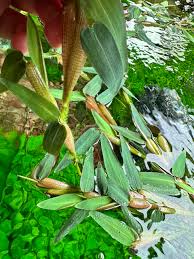 Image result for Xyris aristata