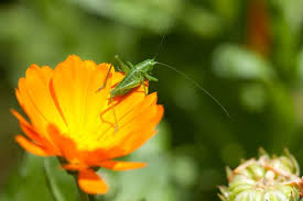 Plant basil around your house, garden, or picnic areas and flies as well as mosquitoes will stay away. Calendula And Insects Learn About Common Pests Of Calendula Flowers