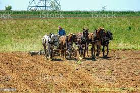 Foto De Menino Amish Que Ara O Campo Com Os 5 Cavalos Que Puxam O Arado
