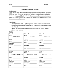 Simulating Protein Synthesis Worksheet