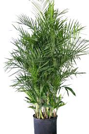 إستخدام قوة النبات في المنزل