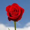 Are you searching for rose bouquet png images or vector? 1