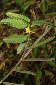 Image result for Corchorus