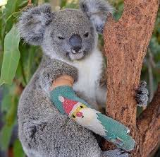 Koalabay On Instagram Poor Thing Injured Koala But Still Cute Koalas Animals Animal Wildlife Cuteness Australia In 2020 Baby Animals Funny Koala Animals