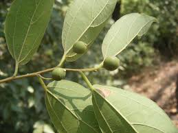 Image result for Celtis tetrandra