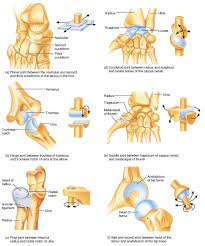 Joints Of The Human Body Learn Bones Joints Anatomy Human Anatomy And Physiology Anatomy And Physiology