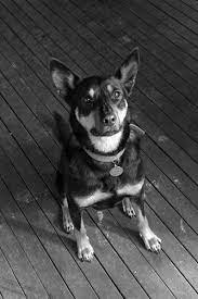 Aussie Black And White Australian Kelpie Dog Australian Kelpie Working Dogs