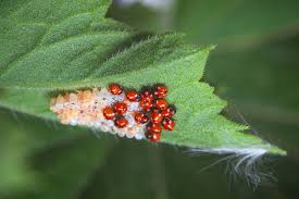 Crush egg shells, mix with coffee grounds and diatomaceous earth and mix in well to the soil. How To Attract Ladybugs To Your Garden And Why You Want To Garden Betty