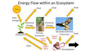 Energy Cycling Energy Flow Within An Ecosystem Sun Producers Primary Consumer Secondary Tertiary Consumer Decomposers Heat Chemical Energy Solar Energy Ppt Download