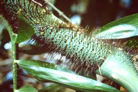 Image result for Calamus deerratus