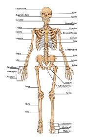 bodyman full skeleton chart with names anterior front view