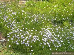 Image result for Wahlenbergia ramosissima