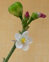 Image result for Hibiscus micranthus