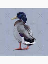 Mallard drake duck Pillow