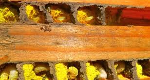 Maybe you would like to learn more about one of these? Red Mason Bee Osmia Rufa Life Cycle Part 1 Nurturing Nature