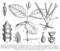 Image result for Gnetaceae