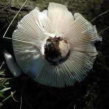 Image result for Russula perlactea