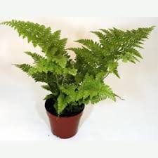 Image result for Microlepia speluncae