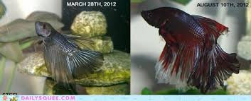Another fresh meme from my twitter, inspired by real fish. I Can Has Cheezburger Betta Fish Funny Animals Online Cheezburger