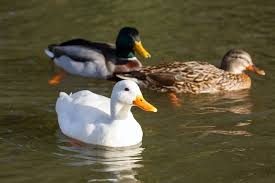 Here's answers, as well at top duck breeds for pets. Duck Breeds Which Is Best For Egg Production Meat Or Pet