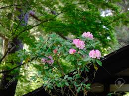 Tree fuchsias are small trees that produce large clusters of tube bright, shaped flowers at almost any time of the year, followed by small purple fruits. Japanese Garden With Green Trees And Pink Flowers At Sunny Day Stock Photo Picture And Royalty Free Image Image 79567711