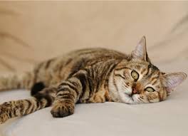 Cats often vomit up hairballs. Vomiting With Bile In Cats Petmd