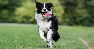 Use the search tool below and browse. 6 Of The Most Popular Border Collie Crossbreeds