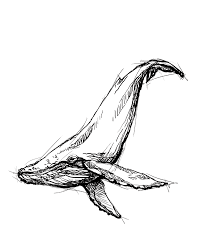 Humpback Whale Illustration Personal Project Whale Tattoos Whale Illustration Whale Drawing