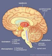 Brain Anatomy Internal Structures Medical Art Library Brain Anatomy Brain Structure Brain Drawing
