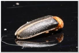 2019溪頭鹿谷螢火蟲導覽報名官方網站 2019溪頭鹿谷螢火蟲導覽報名官方網站 黃緣螢 aquatica ficta