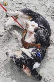 17 Dog Lifestyle Ideas Labrador Dogs Labrador Retriever