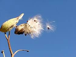 Image result for Asclepias grandirandii