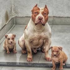 We did not find results for: Cachorro Grande Veja O Brazilian Monster Pit E American Pit Bull Terrier