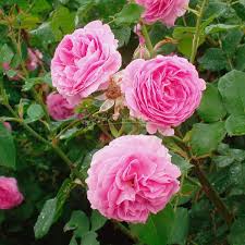 Jun 19, 2017 · bourbon roses. 608 00 Louise Odier Bourbons