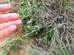 Image result for Aristida diffusa
