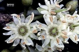 Image result for Sapotaceae