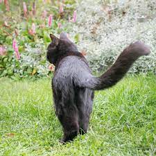 What To Do If Your Cat Is Farting