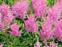 Try these beautiful michigan annual flowers. Perennials That Love Shade Diy