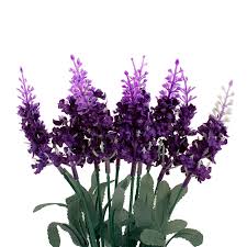 Jun 15, 2021 · purple flowers and purple foliage plants have a soothing effect when used in the landscape. Lavender Bunch 10 Flowers Dark Purple 33cmh