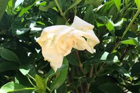 Image result for Gardenia subacaulis