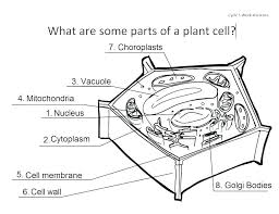 These cells tend to be larger than the cells of bacteria, and have developed. Animal Cell Diagram Worksheet Nidecmege