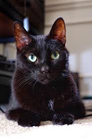 My Handsome Dude Mr Seven Hello There Bright People Are You Catlover Or Have You Any Pretty Cats I Think Cat Having Kittens Gorgeous Cats Cat Urine
