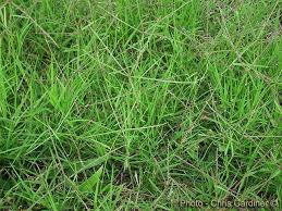 Toko pertanian indonesia jual lengkap kebutuhan herbisida anda. Obat Rumput Grinting Herbisida Rumpas Dan Cara Aplikasinya Penggunaanya Grinting Juni 26 2020 Add Comment Maricruzz Cavity