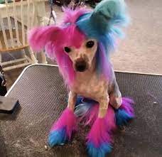 Gradient Coloring Design Done By Jordyn Nelson Opawz Permanent Hair Dyes Were Used Cute Dog Costumes Dog Hair Dye Cute Dogs