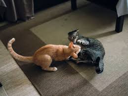 For some felines, attachment can become excessive and dysfunctional. How To Train Your Queen Cat To Avoid Aggression