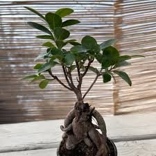 Image result for Grewia microcarpa