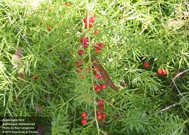 Image result for Asparagus buchananii